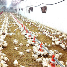 Équipement automatique de poulailler pour la production de poulets de chair